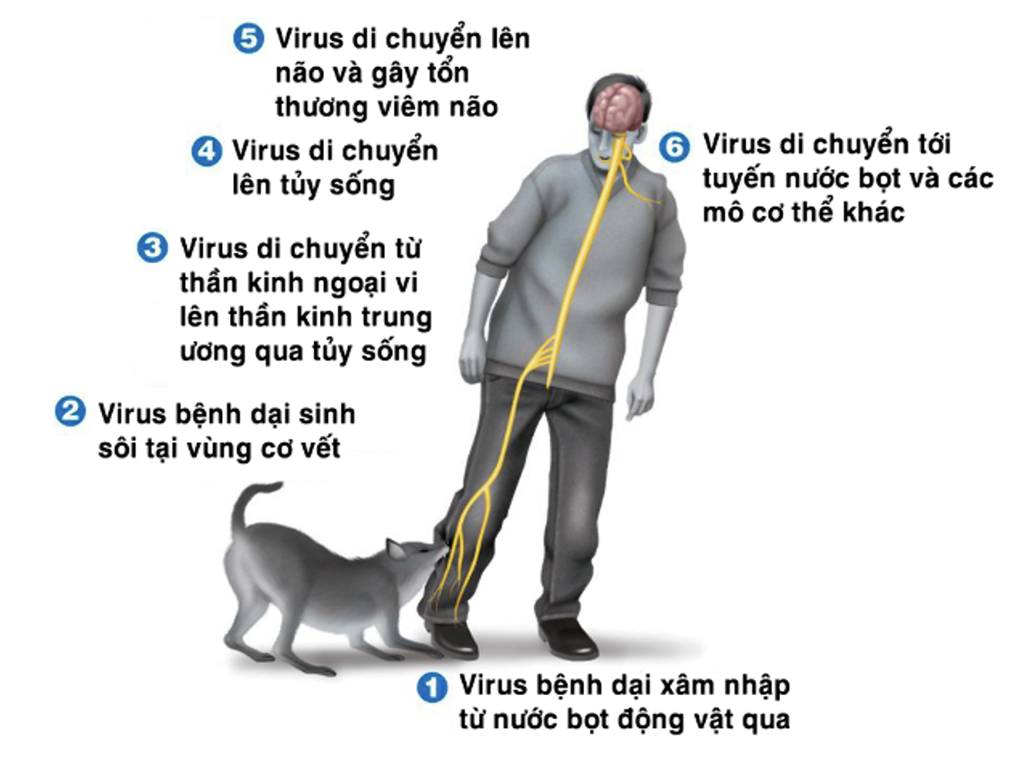 Hình minh họa: Quá trình vi rút dại xâm nhập vào cơ thể con người (nguồn: internet)